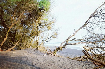 Pantai Goa Cemara Bantul