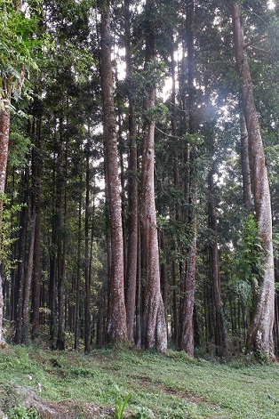hutan pinus