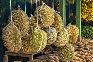 Durian saat mudik lebaran
