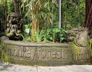 Bolehkah memelihara monyet di Cagar alam di Bali
