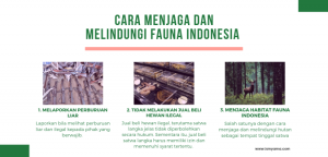 Cara menjaga dan melindungi Fauna Indonesia