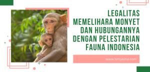 bolehkah memelihara monyet di Indonesia