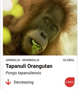 Bolehkah memelihara monyet Orangutan Tapanuli