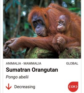 Bolehkah memelihara monyet Orangutan Sumatera 
